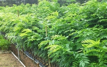 Việt Nam sở hữu “kho báu lộ thiên”, từng được trả giá hơn 1 triệu USD