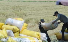 Philippines dừng nhập khẩu, Bộ Công Thương đề nghị doanh nghiệp mua lúa cho dân