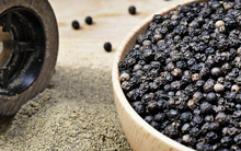 Giá tiêu ngày 7/9: Giá tiêu ổn định, thấp nhất 151.000 đồng/kg