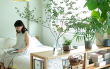 Ông bà dặn lại: Trồng nhầm cây này trong phòng ngủ dễ thất thoát tiền bạc mà không hay