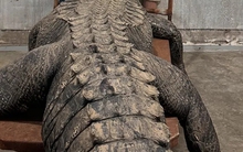 Phát hiện “khúc gỗ trôi sông” phát tiếng gầm gừ, nhóm đàn ông đánh vật suốt 1h, dùng đến cả công nghệ cao mới thoát hiểm