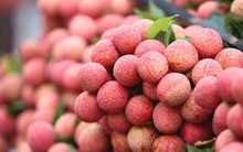 Xuất khẩu vải thiều thắng lớn