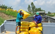 Thương nhân xuất khẩu gạo 'khát' vốn