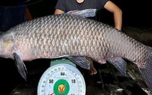 "Quái ngư" im lìm dưới tầng nước sâu ở đập Khe Là, ban đêm mới “trỗi dậy”