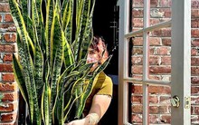 Năm 2026: Trồng đúng 1 cây này là mở kho tài lộc, trồng sai coi chừng hao tiền âm thầm