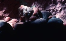 Loài động vật có vú gần như máu lạnh duy nhất còn sống khiến giới khoa học bối rối vì quá khác thường