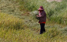 Vừa vượt mặt Trung Quốc, xuất khẩu gạo của Ấn Độ đón cú sốc mới từ một quốc gia châu Á