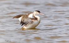 Tại cửa sông Ba Lạt, lần đầu tiên giới khoa học Việt Nam có phát hiện đặc biệt