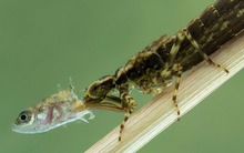 Một sinh vật lạ trông giống châu chấu đã xuất hiện trong bể cá và bơi cực nhanh, cư dân mạng cảnh báo nếu không bắt nhanh nó sẽ ăn hết cá