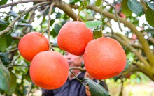 Thứ quả đỏ rực từng chỉ dành cho vua chúa nay được săn lùng trưng Tết với giá 2 triệu/quả