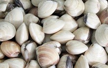 Hộ kinh doanh ngao thắc mắc, trường hợp nào chịu thuế GTGT khi vừa tự nuôi, vừa mua lại để bán? Cục Thuế trả lời