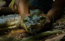 Trăn khổng lồ mới lộ diện trong rừng Amazon khiến giới khoa học sửng sốt