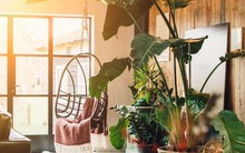 Loại cây là biểu tượng của vận xui, cần loại bỏ ngay khỏi nhà