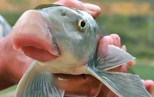 Loài cá được ví như "báu vật nước ngọt", chỉ xuất hiện trong yến tiệc cung đình thời xưa