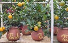 Quất bonsai mini giá vài trăm ngàn đồng mỗi bình