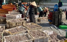 Ngư dân Hà Tĩnh trúng đậm ‘lộc biển’, thu tiền triệu mỗi ngày