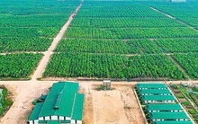 HAGL thoái vốn thành công tại HAGL Agrico