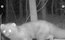 Loài vật tái xuất sau hơn 100 năm khiến giới khoa học sửng sốt