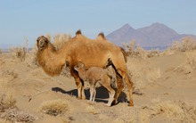 Lạc đà hoang dã đã tiến hóa để uống nước muối mặn hơn nước biển, thách thức mọi giới hạn sinh học