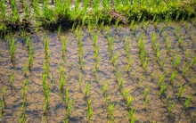 Sau Ấn Độ, Thái Lan, Việt Nam đón thêm đối thủ gạo mới: Xuất khẩu vừa tăng hơn 50%, từ Á đến Âu đang đua nhau mua hàng