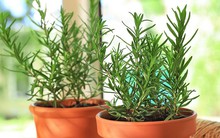 4 loại cây cảnh đem lại sinh khí, tài lộc cho năm mới, khả năng lọc không khí thì quá đỉnh