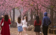 Du khách nườm nượp đổ về Măng Đen ngắm hoa anh đào nở rộ