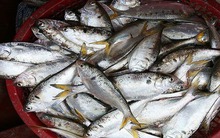 Loại cá giàu canxi gấp 3 lần sữa: Chợ Việt bán đầy nhưng chỉ dân sành ăn mới biết để mua