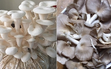 Trời lạnh đừng chỉ ăn củ cải hay bắp cải: 8 loại rau này vừa giải độc, ngừa táo bón lại tăng đề kháng tốt