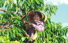 Việt Nam - quốc gia sở hữu "kho báu đen" vừa phá kỷ lục 8,4 tỷ USD - nhận tin vui