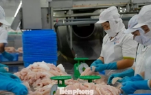 Cá tra Việt Nam bán cho Trung Quốc nhiều nhất