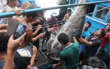 "Quái ngư" ví như "vàng đỏ" của đại dương, từng lập kỷ lục Việt Nam có gì đặc biệt?