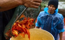Nhộn nhịp thủ phủ cá chép đỏ cúng Tết ông Công, ông Táo