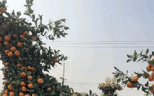 "Con mã" oách nhất Tết 2026: Cảnh tượng khiến 2 triệu người không tin, may mà có camera ghi lại