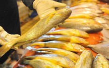 Người sành ăn khi mua cá thường chỉ chọn 5 loại cá biển này: Không thể nuôi nhân tạo, hoàn toàn là cá đánh bắt tự nhiên, "vựa dinh dưỡng" ẩn giấu của biển cả