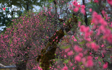 Dàn "lão đào" Tây Bắc xuống phố Thủ đô, giá thuê hàng chục triệu đồng mỗi gốc