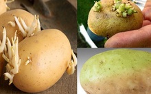 7 loại thực phẩm tưởng chừng an toàn nhưng có thể chứa chất độc: Gia đình bạn nên kiểm tra ngay