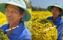 Đau xé lòng cảnh chủ vườn hoa Sa Đéc bật khóc nức nở khi hơn 2.000 chậu cúc vàng nở sớm không ai mua