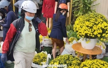 Hoa cúc bán Tết nở sớm bị thương lái ép giá, người dân vào cuộc hỗ trợ