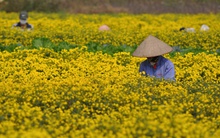 Từ "thượng phẩm tiến Vua" đến cánh đồng bạc triệu: Loài hoa vàng rực đang đổi đời nông dân
