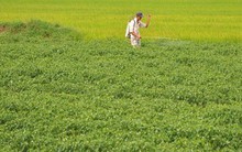 Việt Nam sở hữu loại quả ‘một vốn mười lời’ được Lào, Trung Quốc đua nhau săn đón: thu về tiền tỷ, sản lượng mỗi năm hàng trăm nghìn tấn