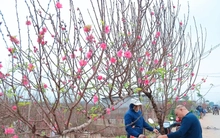 Người Hà Nội nhộn nhịp đi mua đào chơi Tết sớm