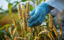 Phát minh của Mỹ gây rung chuyển ngành nông nghiệp: Tạo ra giống lúa mì biến đổi gene tự sản sinh ra phân bón, người nông dân tiết kiệm được hàng tỷ đồng