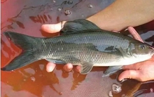 "Thỏi vàng đen” di dộng dưới lòng sông Đà: Thuộc nhóm “Ngũ quý hà thuỷ”, thế giới chỉ 3 quốc gia có