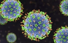 Bộ Y tế cảnh báo nguy cơ từ virus Nipah: Chưa có vắc xin, tỉ lệ tử vong cao