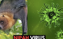 Nóng: Cục Quản lý Khám chữa bệnh (Bộ Y tế) ra thông báo khẩn về virus Nipah