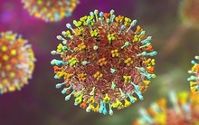 Bác sĩ chỉ dấu hiệu nhận biết và cách phòng tránh virus Nipah