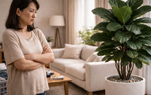 Ngày xưa trồng sau nhà, nay bày giữa phòng khách: Cây này đang khiến nhiều gia đình “bất ổn” mà không nhận ra