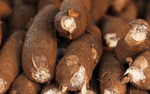 Sản vật được ví như "vàng trắng" dưới lòng đất hơn tỷ USD của Việt Nam xuất khẩu top 3 thế giới đang gặp khó