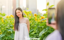 Mãn nhãn vườn hướng dương nghìn bông khoe sắc bên bờ sông Sài Gòn