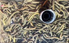 Nuôi loài cá dân dã được ví là "nhân sâm dưới nước" theo cách 'đặc biệt': Anh nông dân thu về 6,6 tỷ/năm